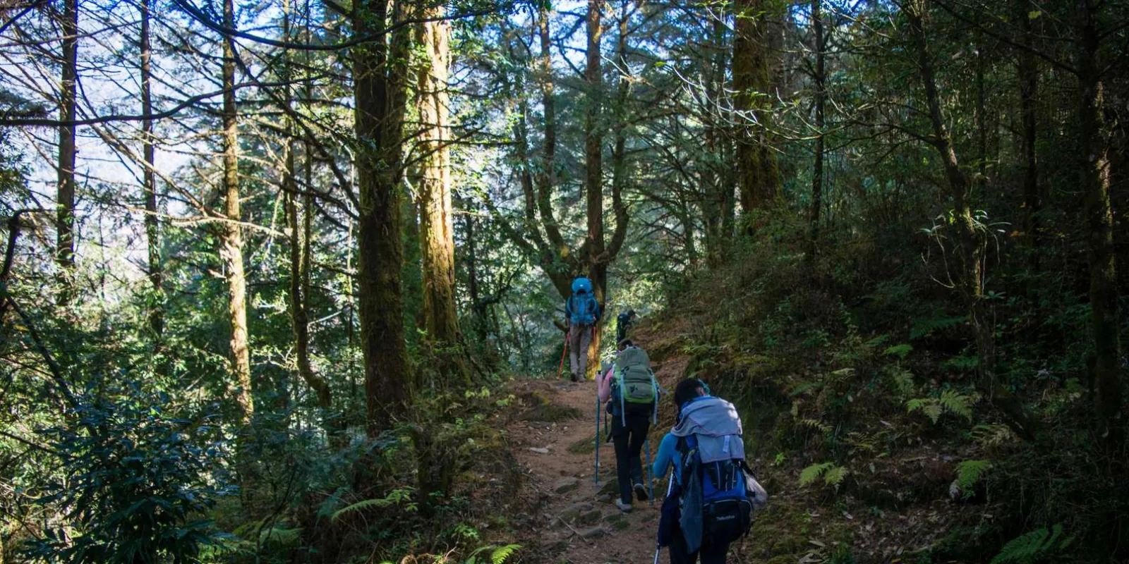 Trekkers climbing a stone forest path through moss-hung rhododendron and pine